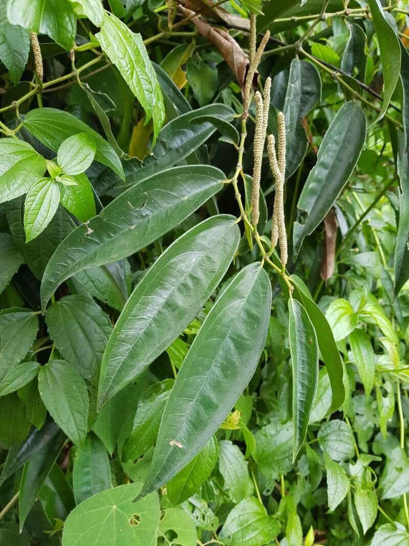 Piper guanacostense — search result for 'Piper'