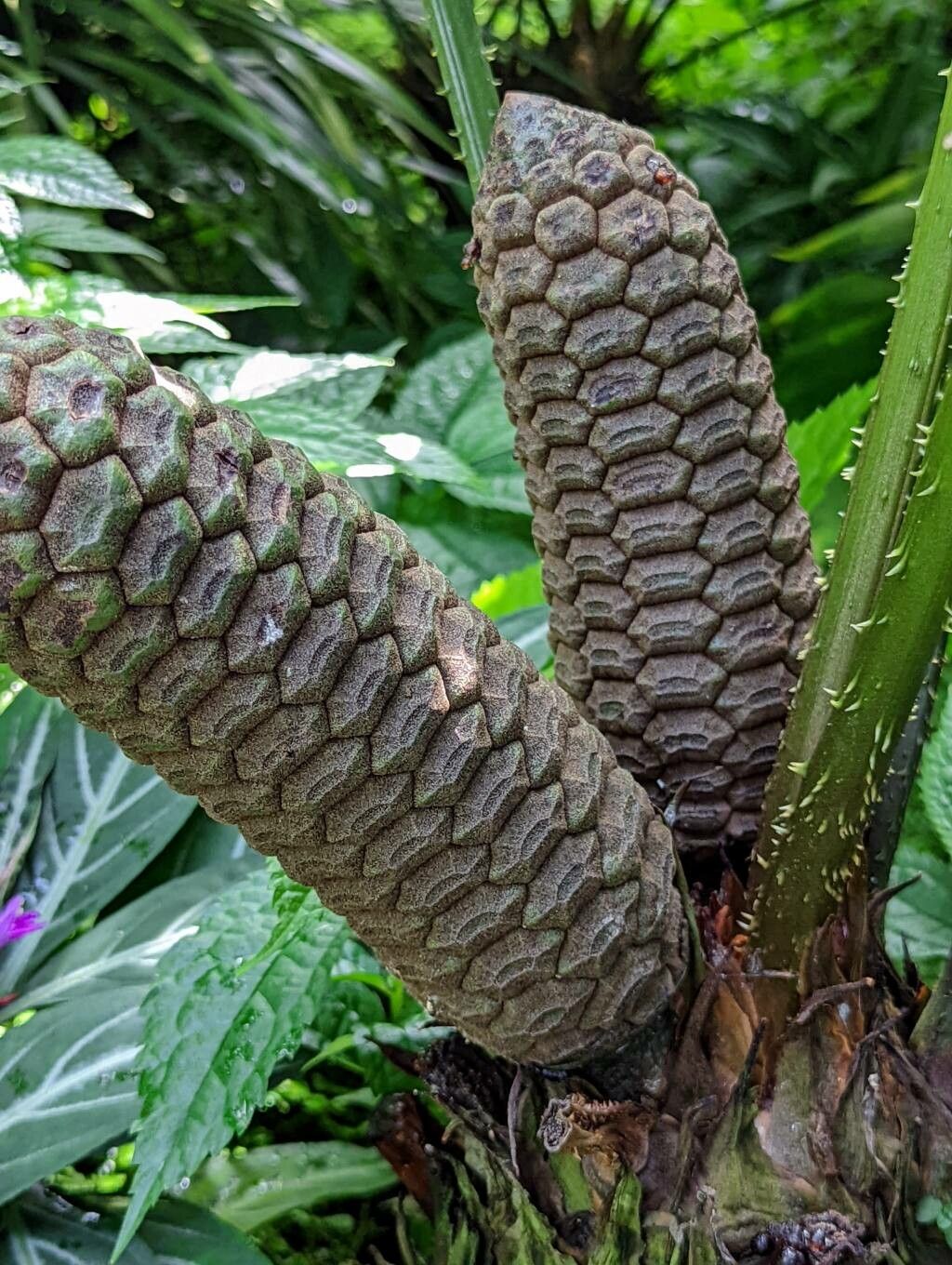 Zamia monticola fruit