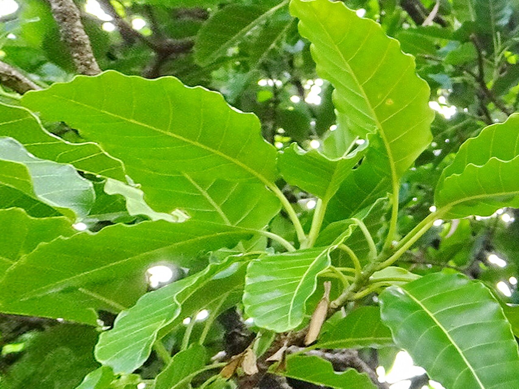 Alstonia balansae — related species from the same genus