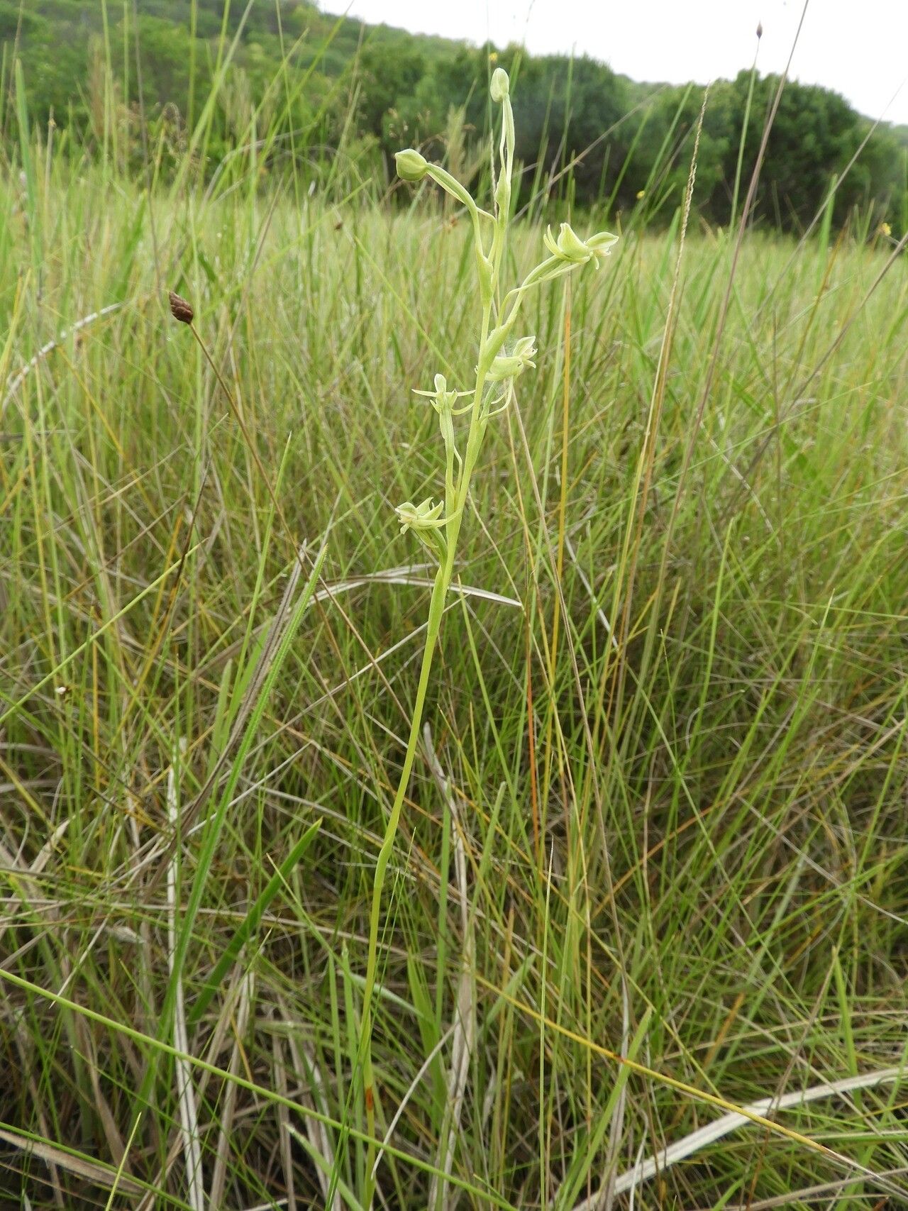 Habenaria magnirostris habit