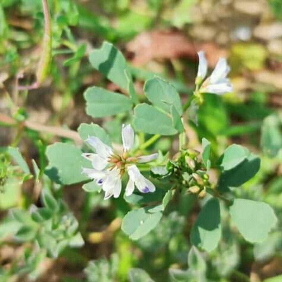 Trigonella arabica flower