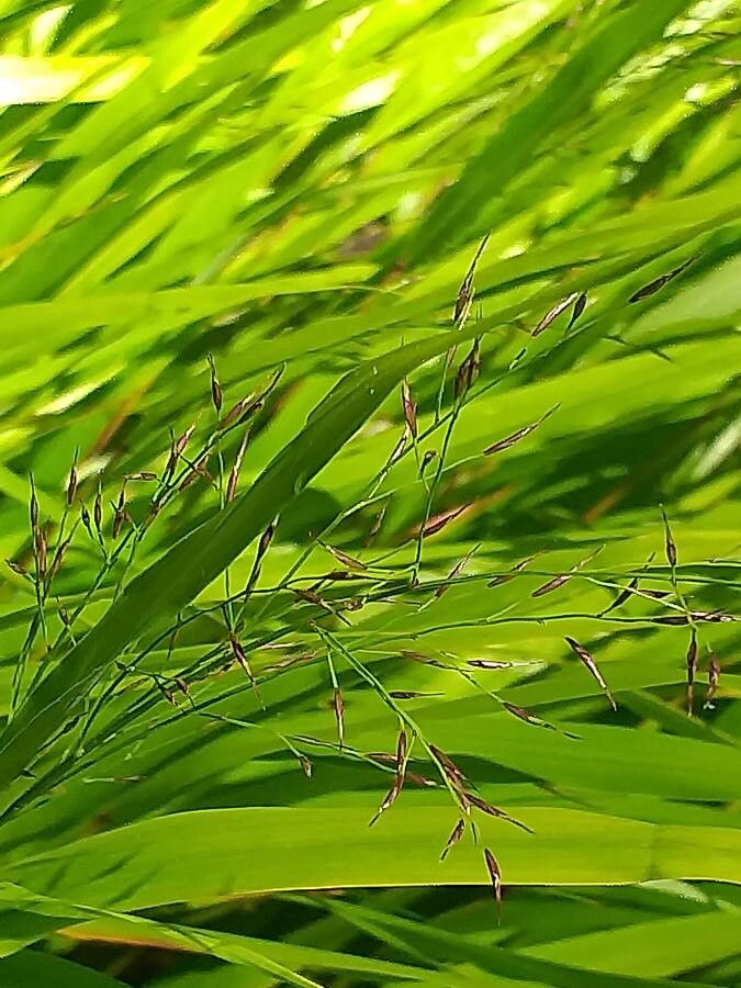 Hakonechloa macra flower