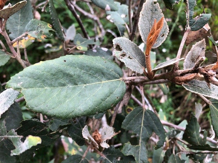 Dombeya ferruginea — search result for 'Dombeya'