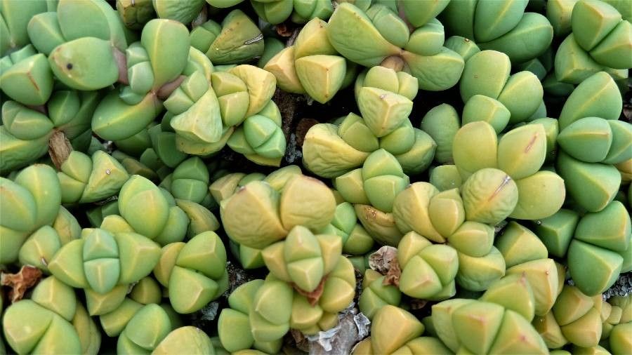Delosperma lehmannii leaf