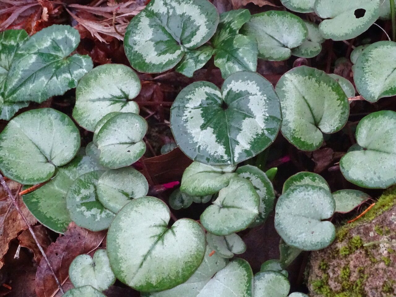 Cyclamen coum
