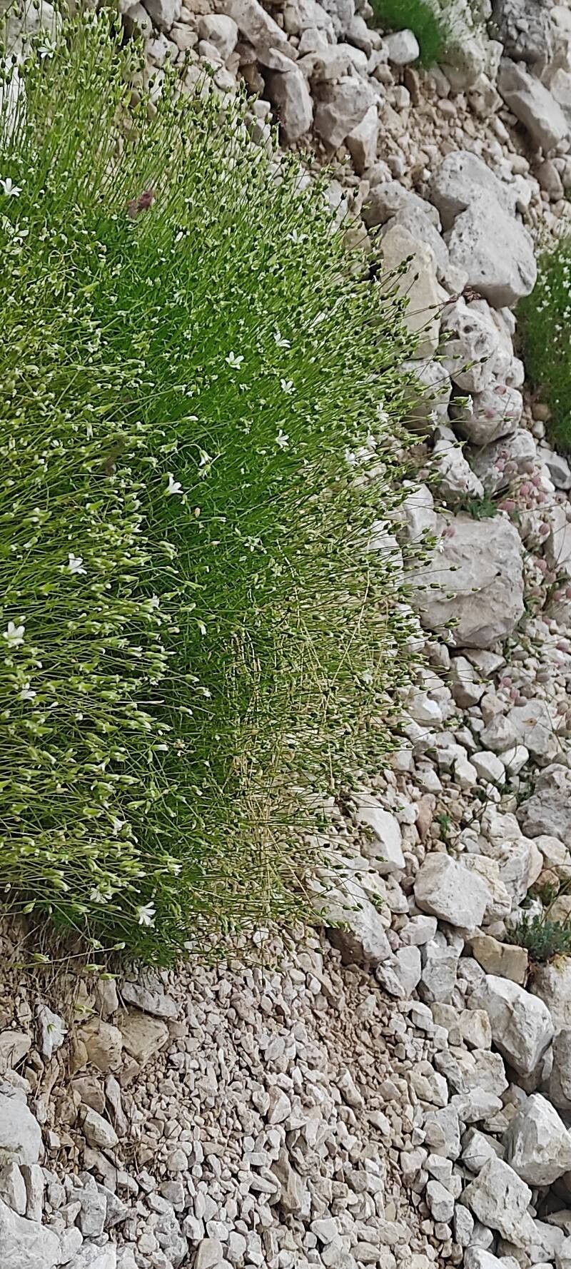 Sabulina austriaca other