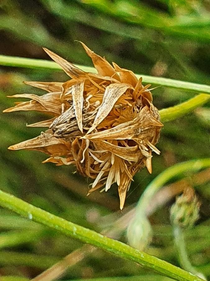 Volutaria boranensis fruit