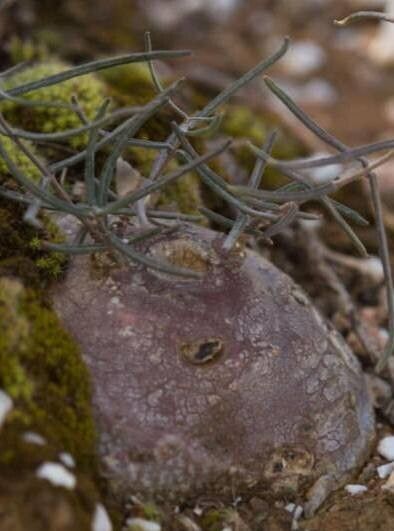 Fockea comaru — related species from the same genus