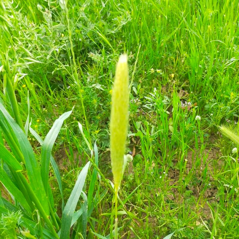 Phalaris paradoxa — search result for 'Phalaris'