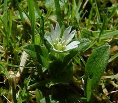 Cerastium holosteoides flower