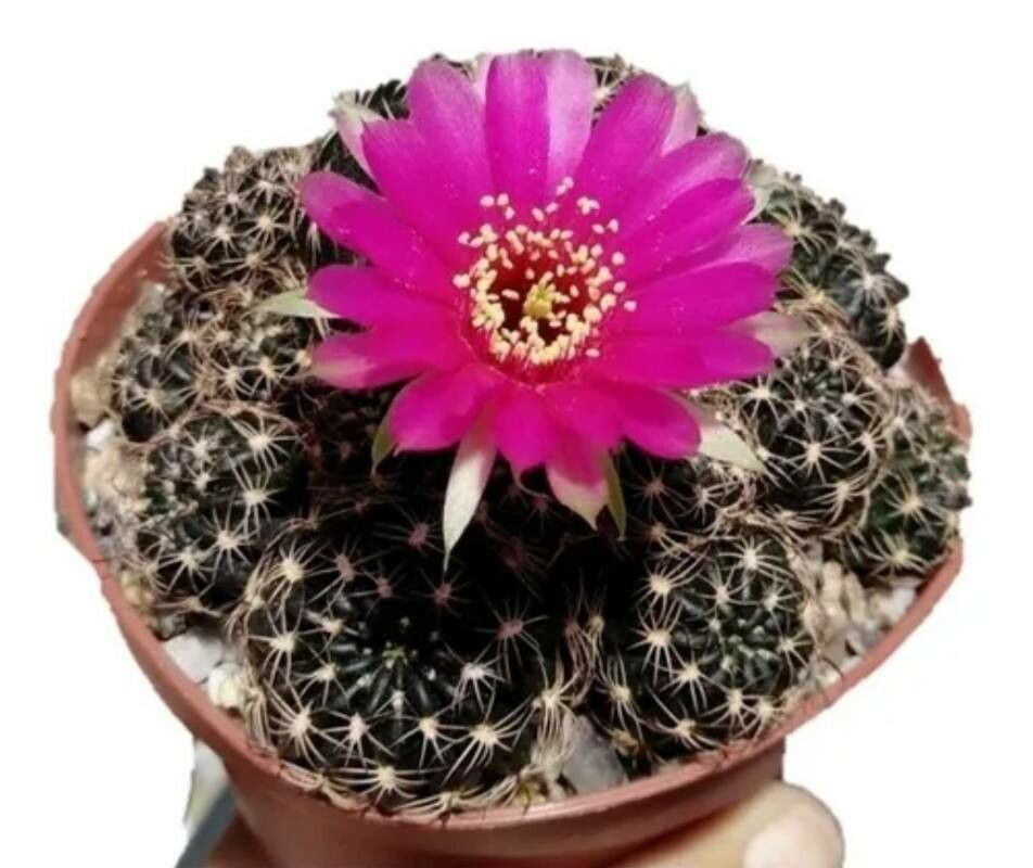 Echinopsis tiegeliana leaf