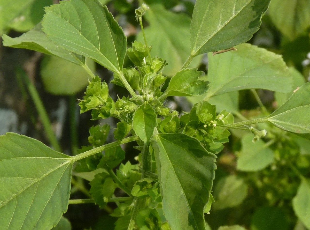 Acalypha indica flower