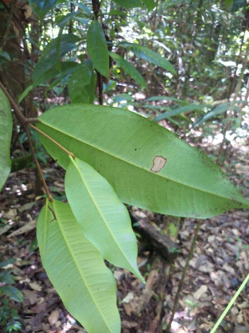 Brosimum rubescens leaf