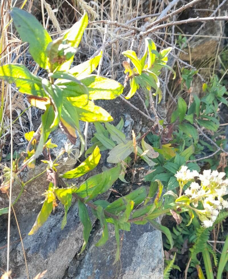 Baccharis racemosa habit