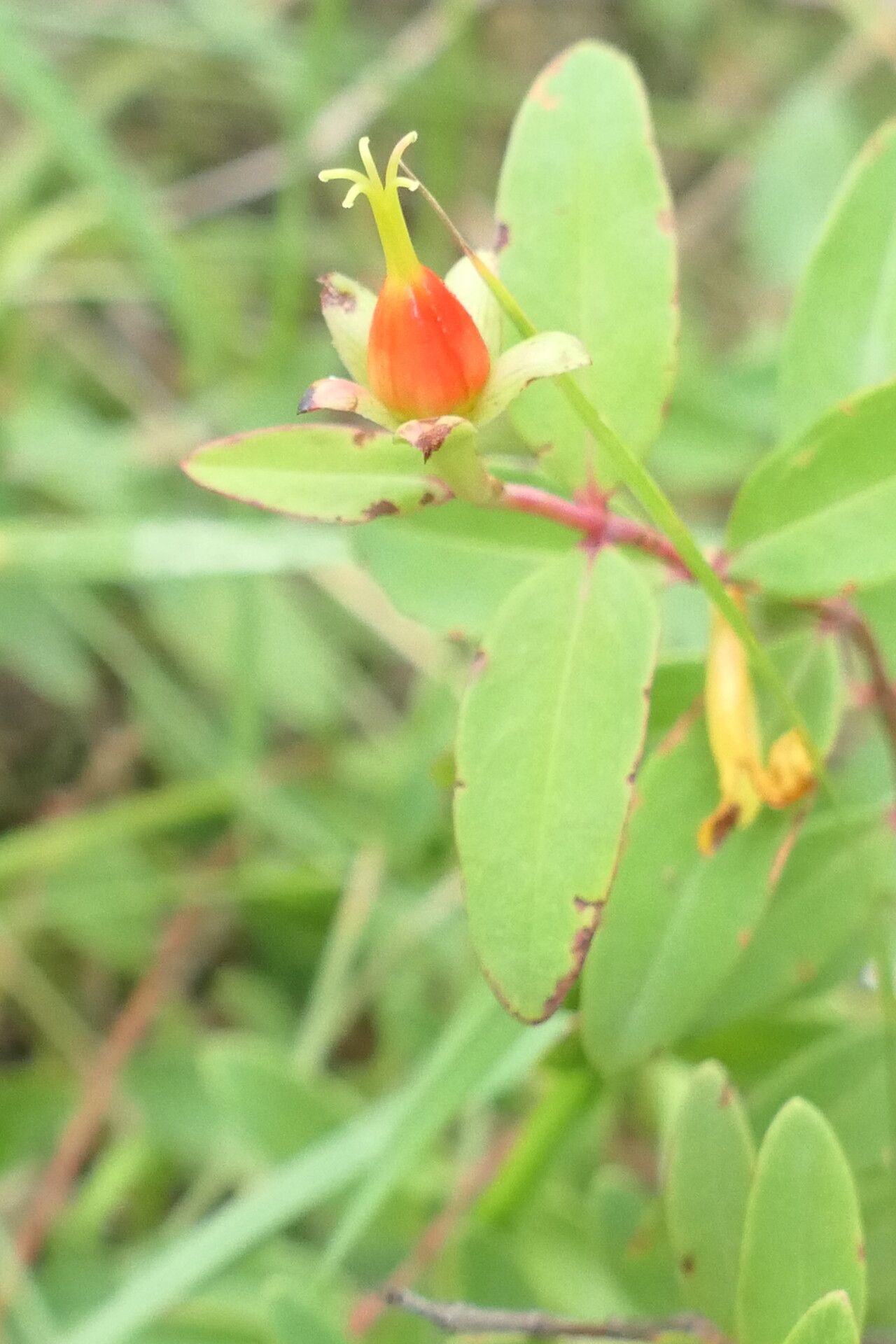 Hypericum aethiopicum flower