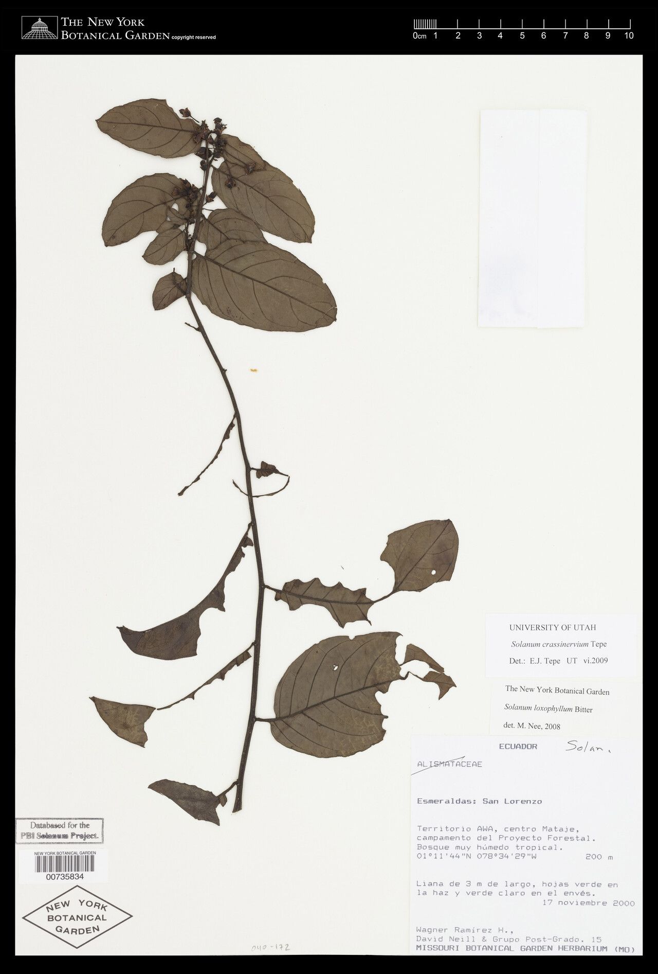 Solanum crassinervium — houseplant care guide