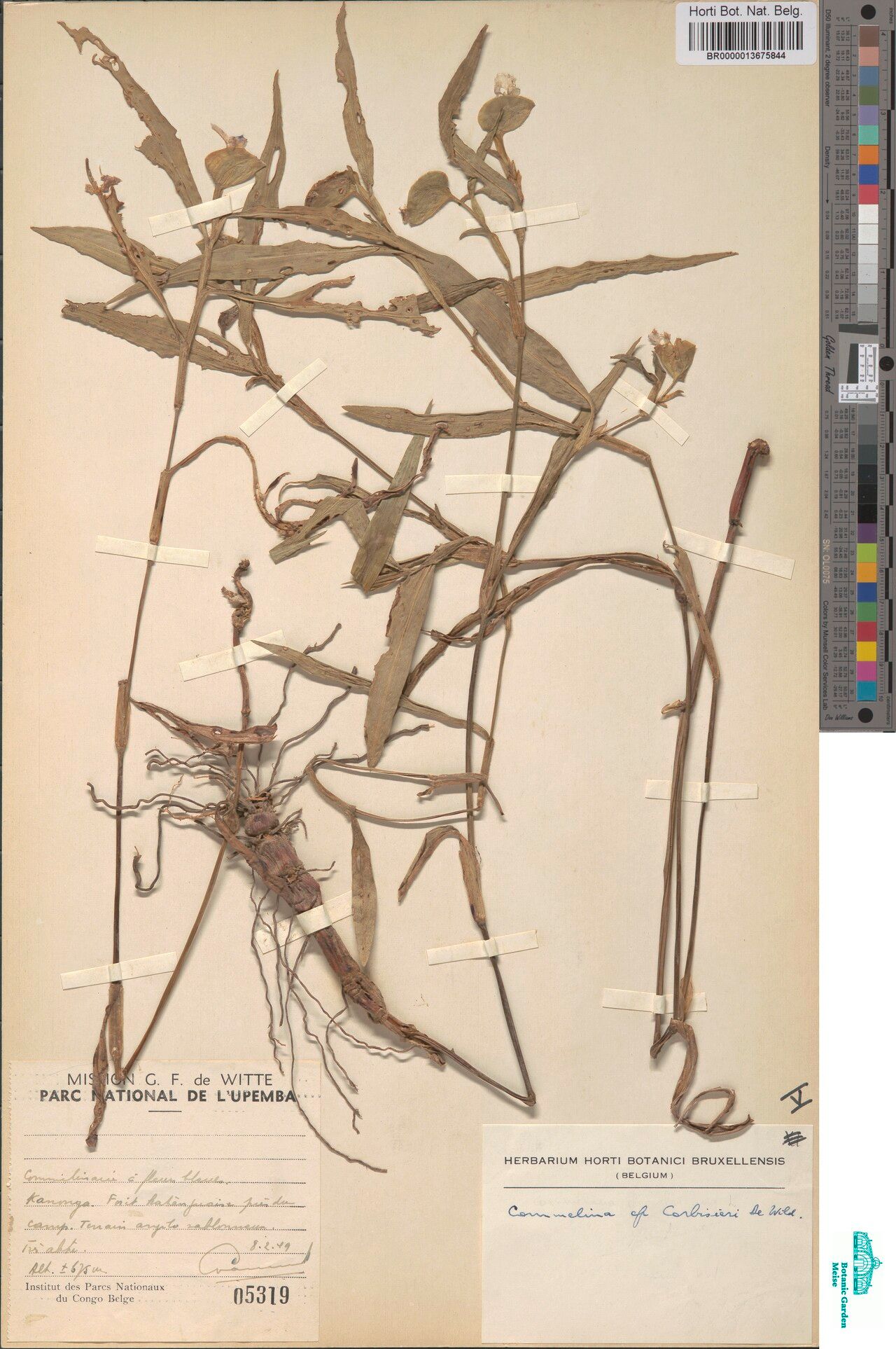 Commelina corbisieri — search result for 'Commelina'