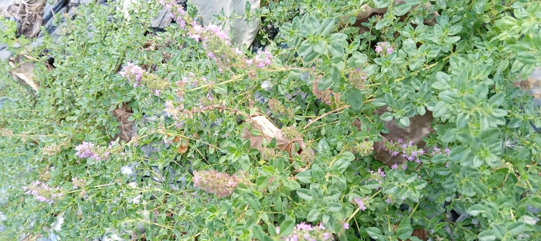 Thymus gobicus habit