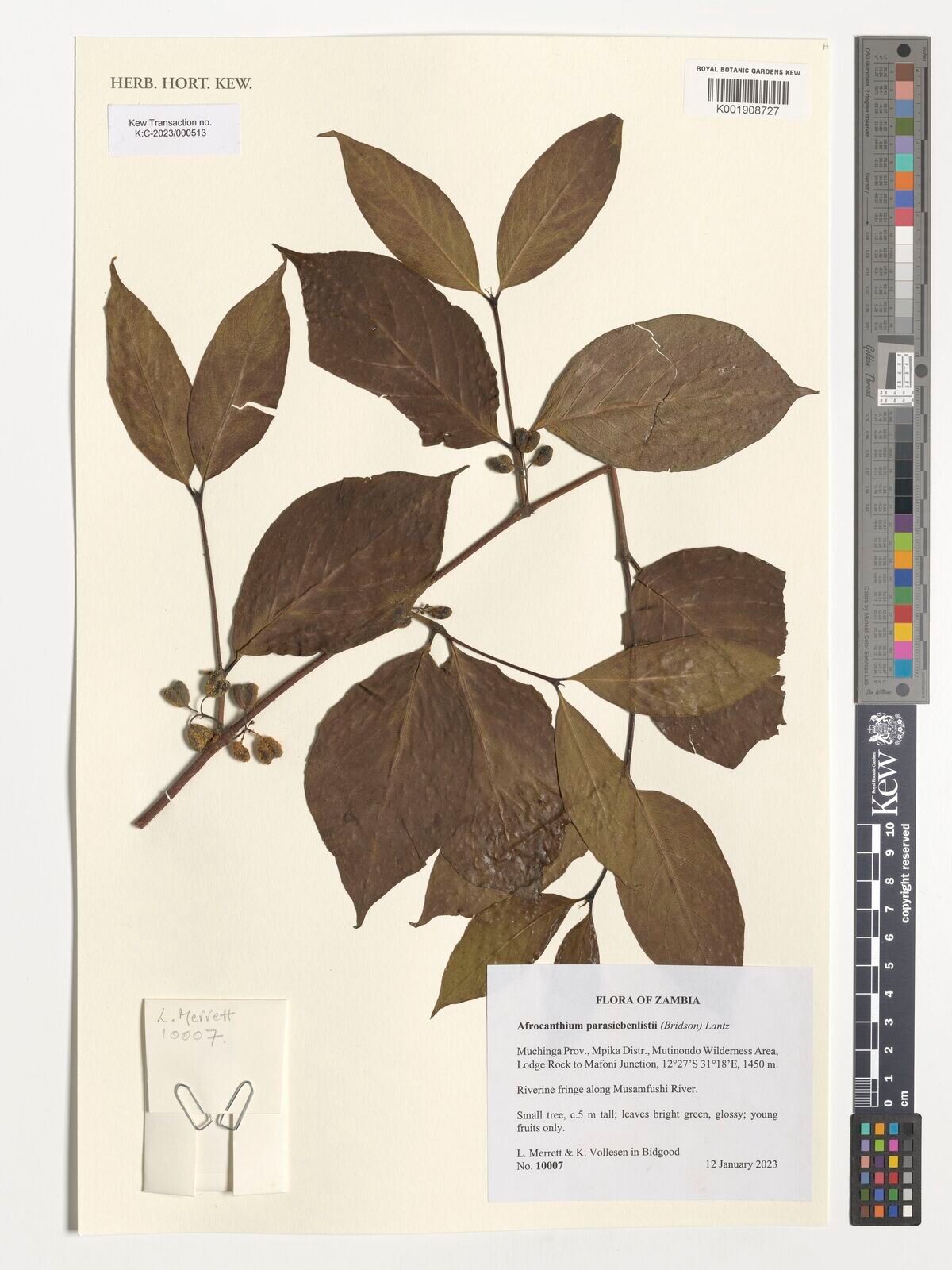 Afrocanthium parasiebenlistii — related species from the same genus