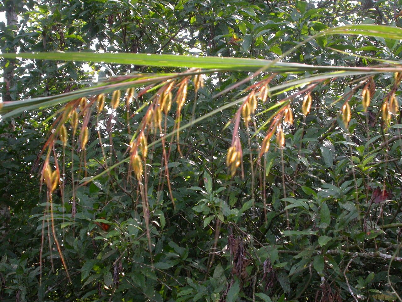 Themeda arundinacea habit