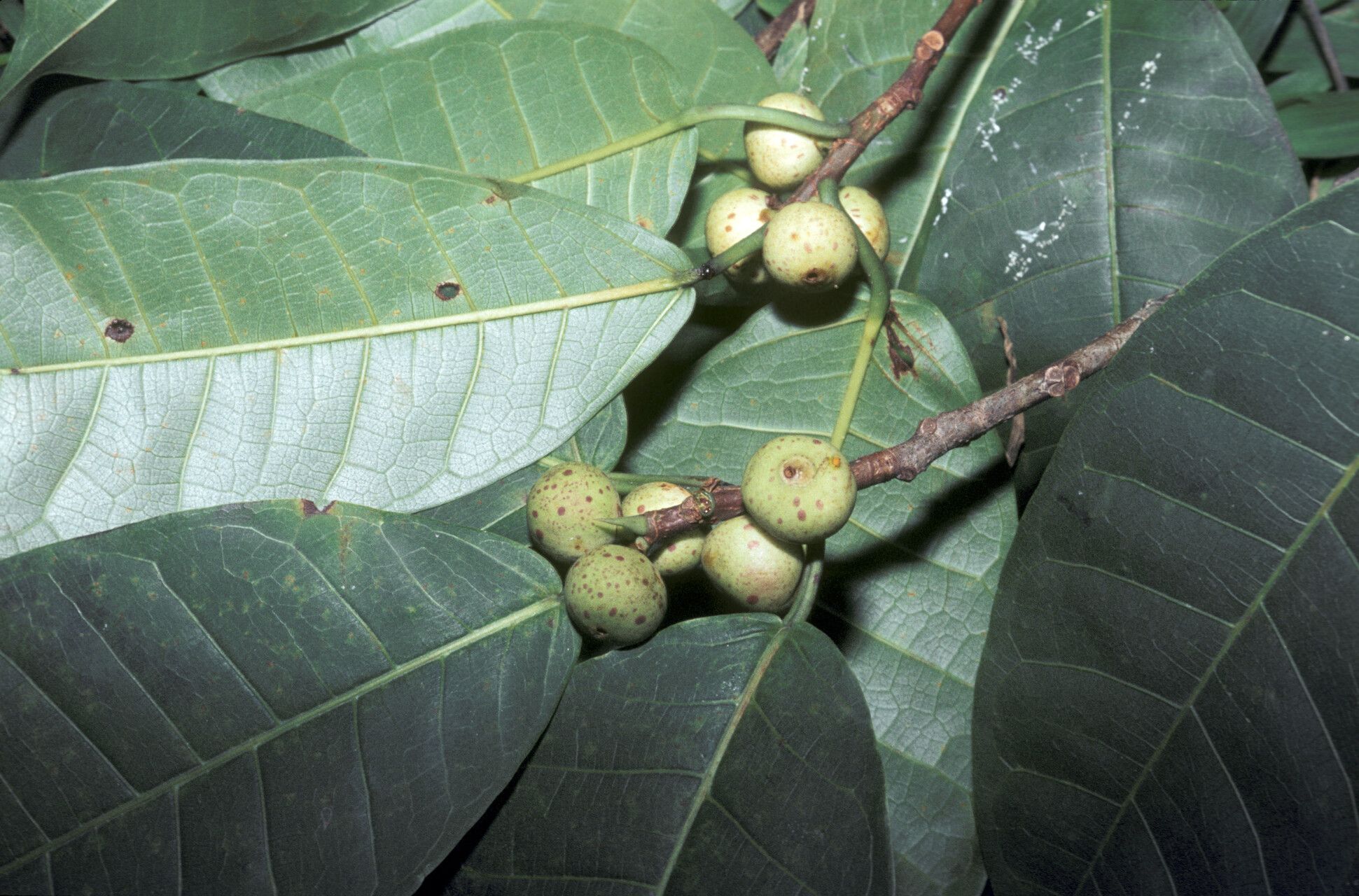 Ficus krukovii fruit