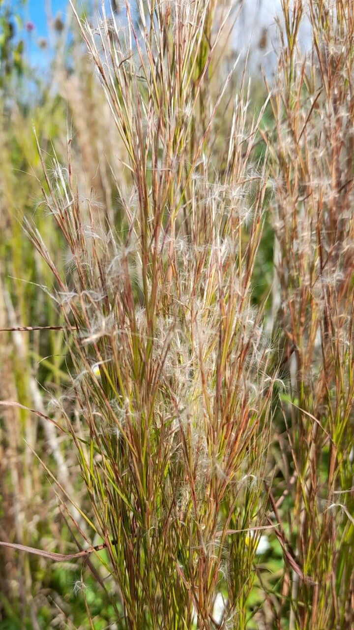 Andropogon microstachys fruit