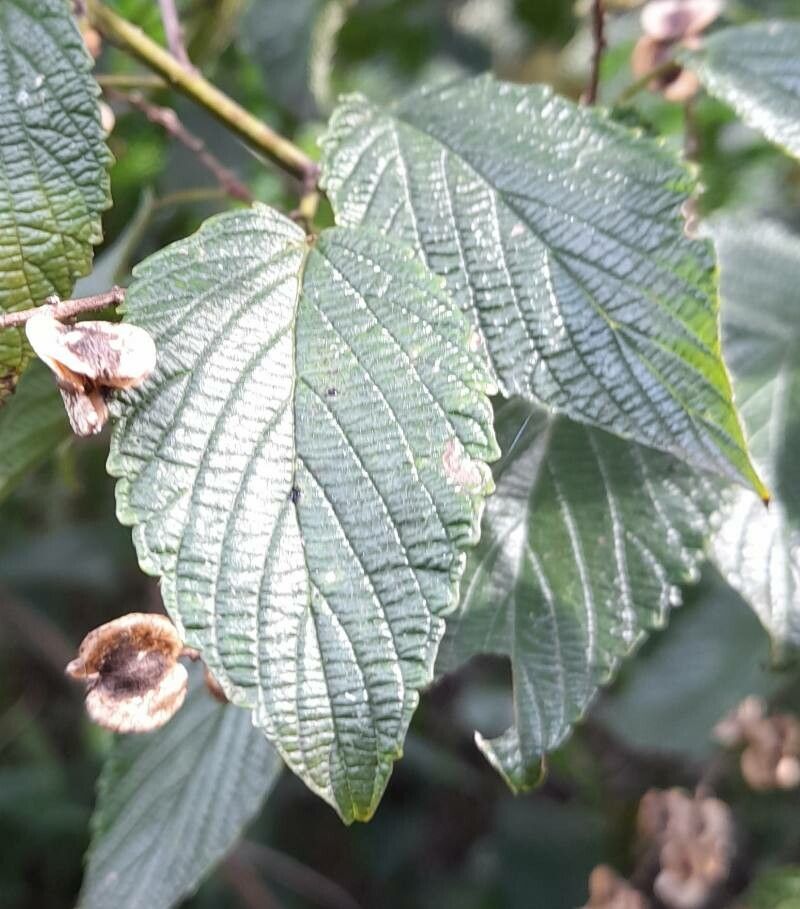 Gouania ulmifolia — search result for 'Gouania'