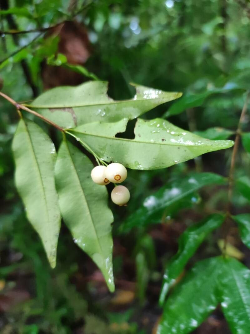 Myrcia hylobates fruit