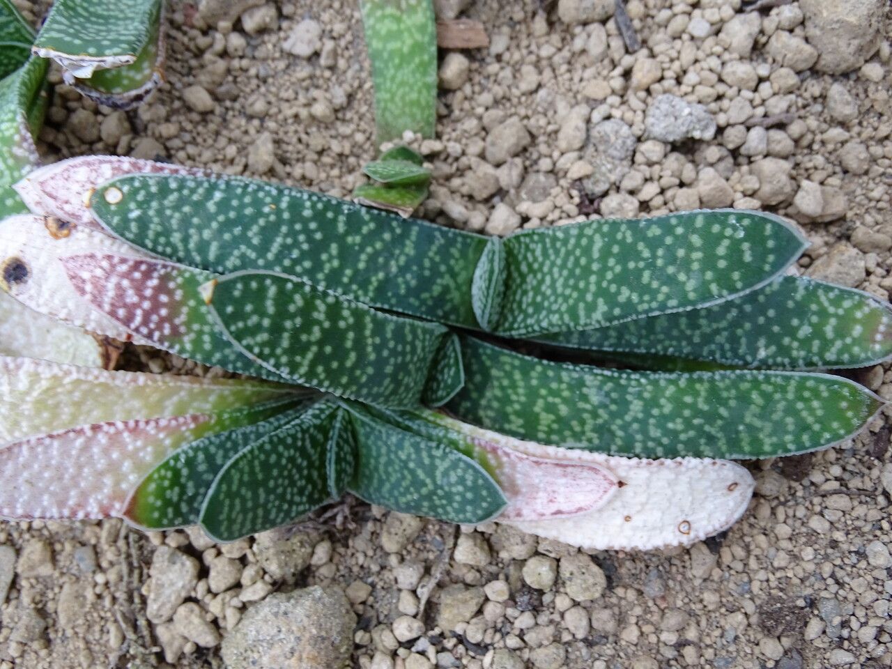 Gasteria pulchra — houseplant care guide