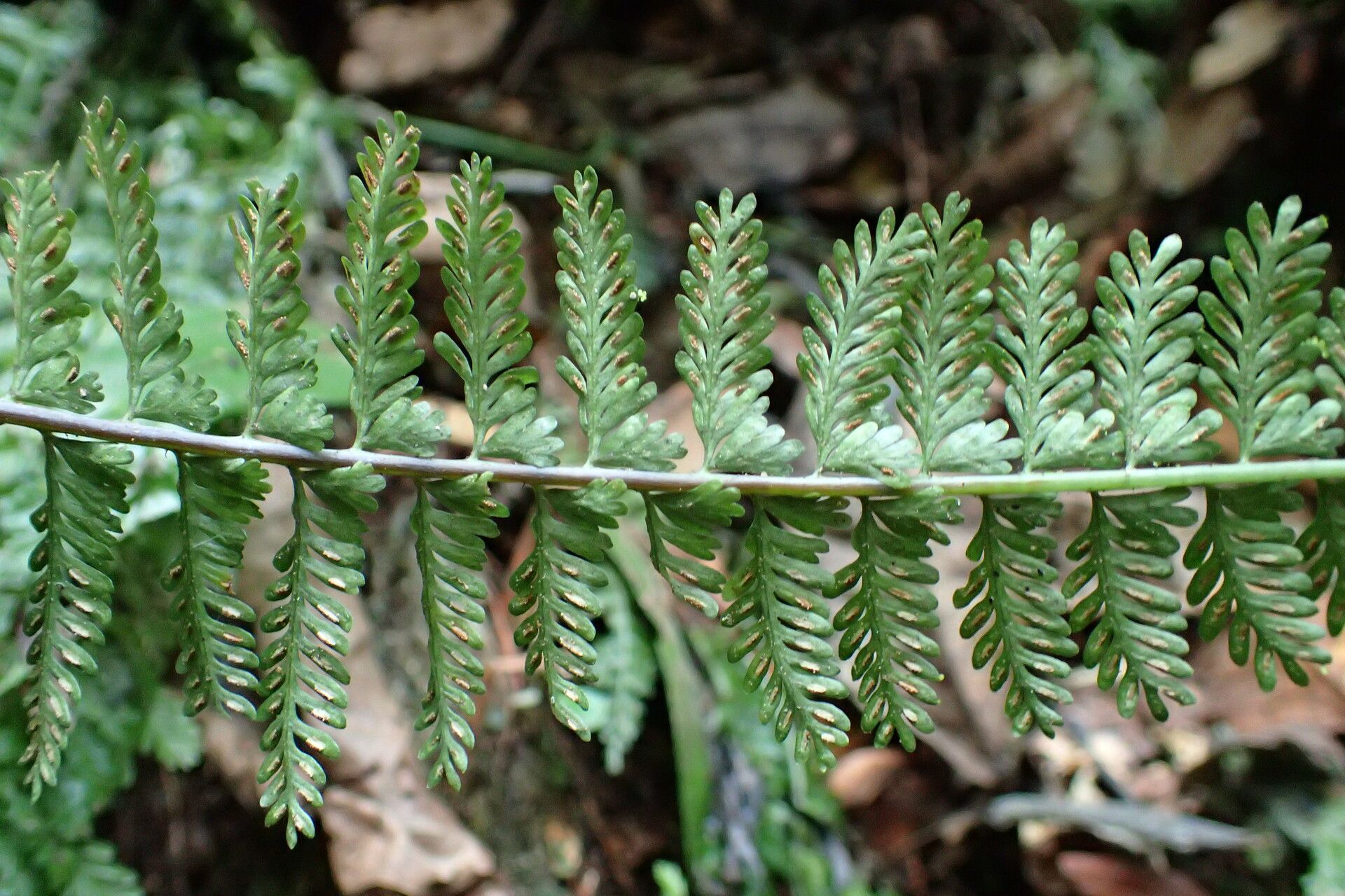 Asplenium preussii — houseplant care guide