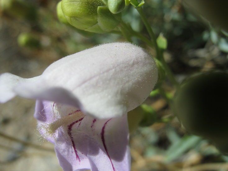 Penstemon fruticiformis flower