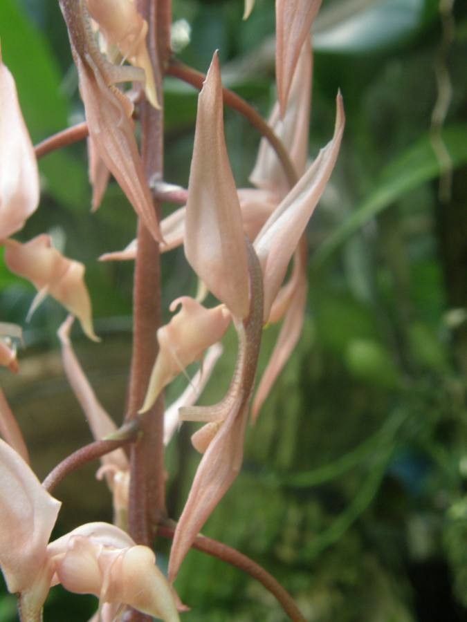Gongora unicolor — search result for 'Orchidaceae'