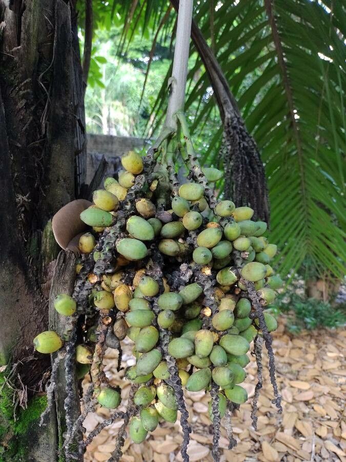 Syagrus comosa fruit