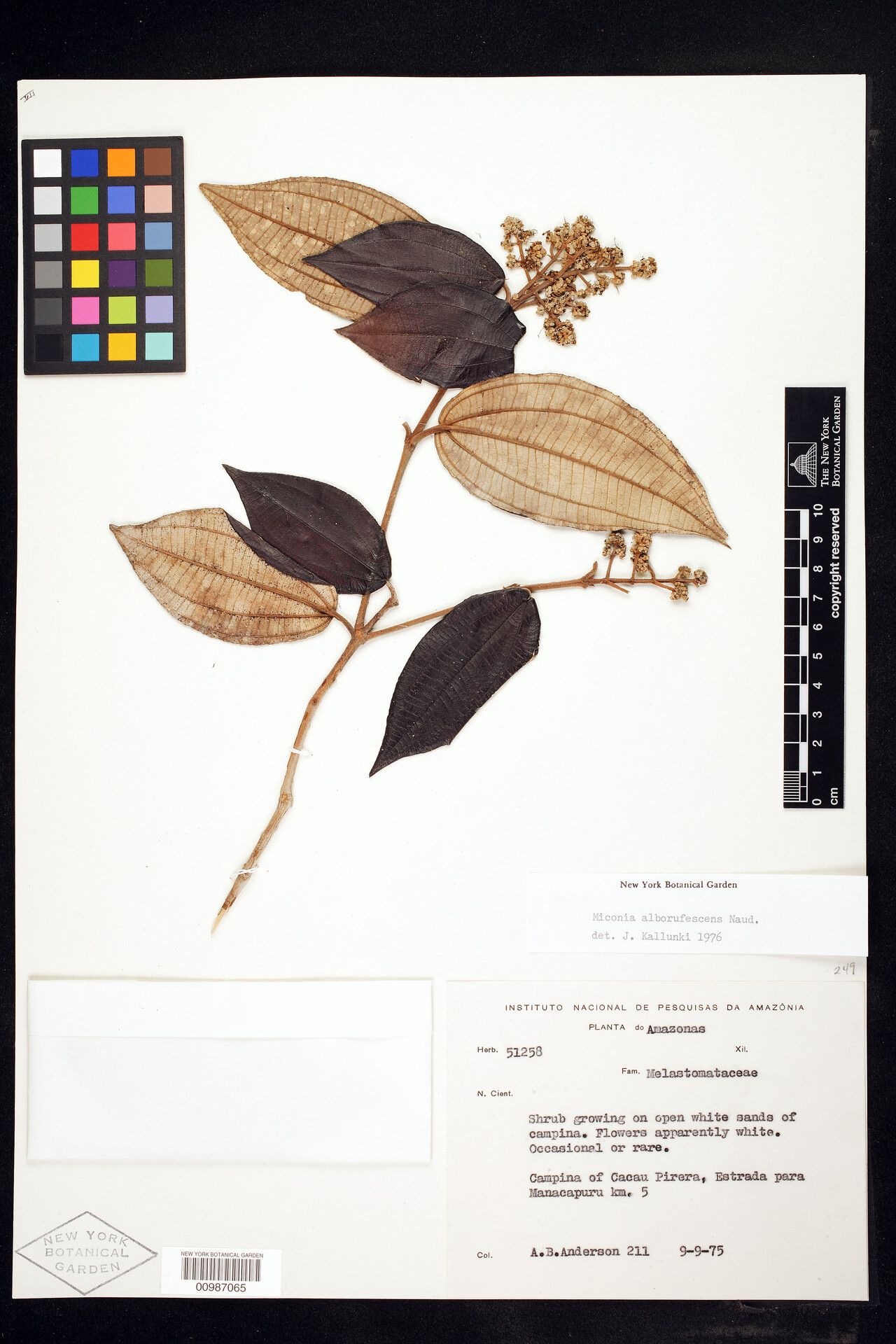 Miconia alborufescens fruit