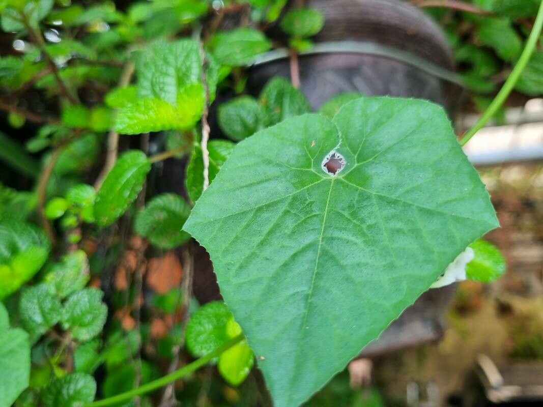 Cyclanthera carthagenensis — related species from the same genus