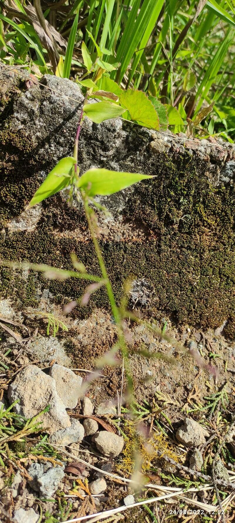 Oplismenus undulatifolius flower