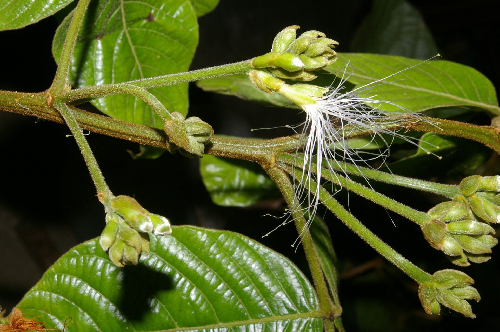 Inga chocoensis — houseplant care guide