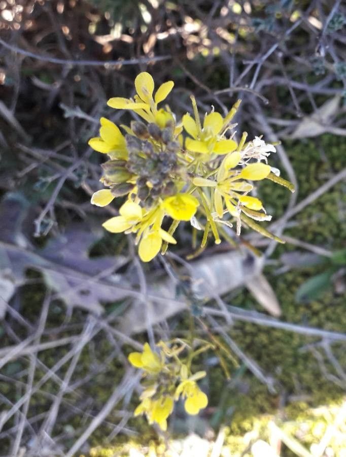 Erucastrum nasturtiifolium flower