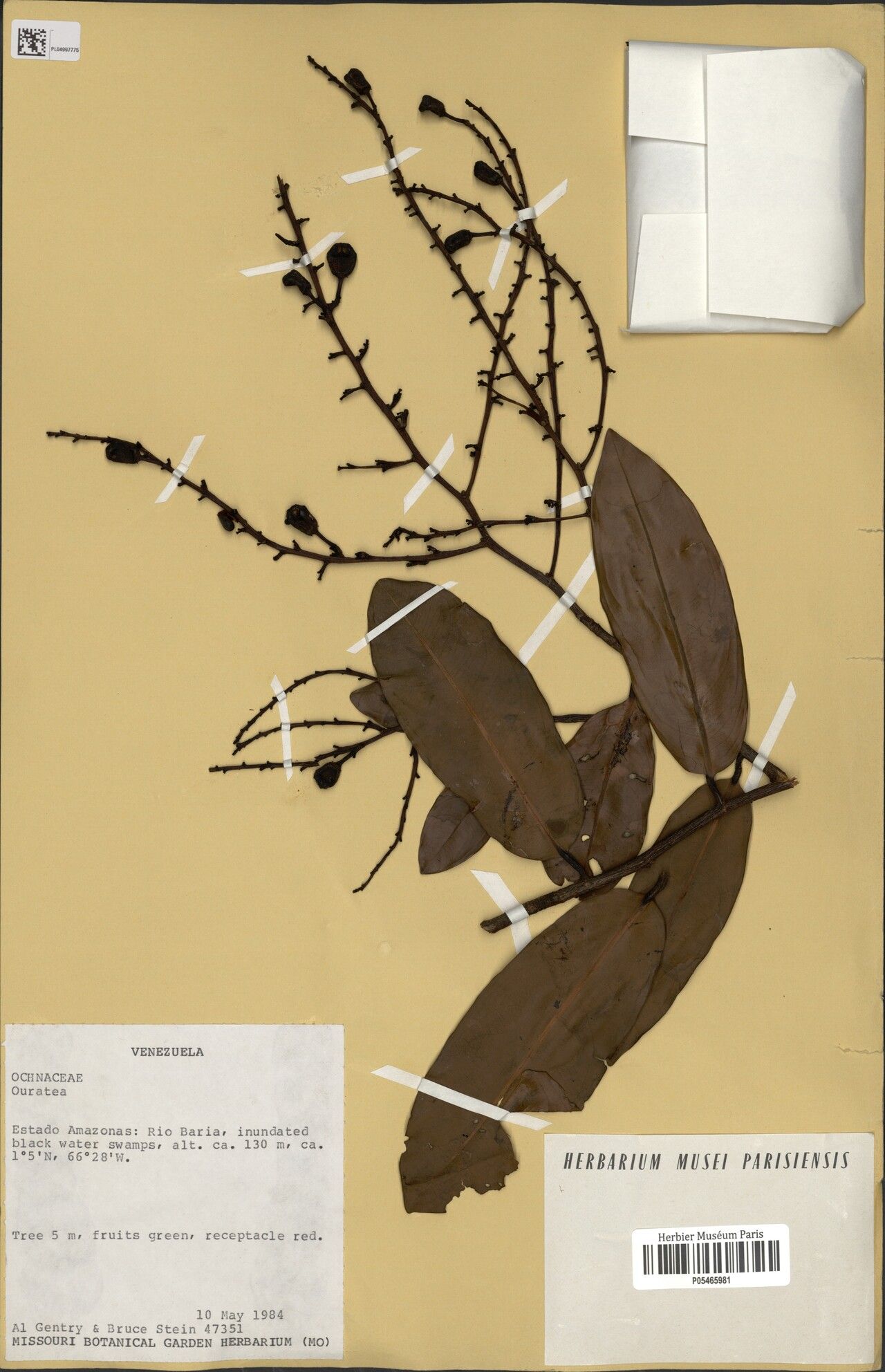 Ouratea thyrsoidea fruit