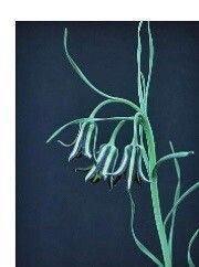 Fritillaria melananthera — search result for 'Fritillaria'