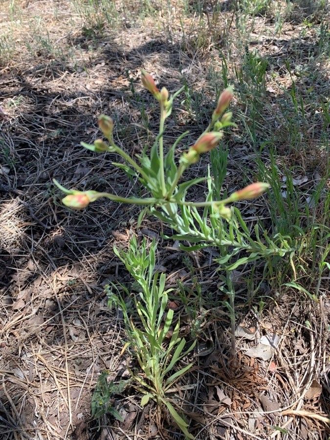 Alstroemeria pulchra flower