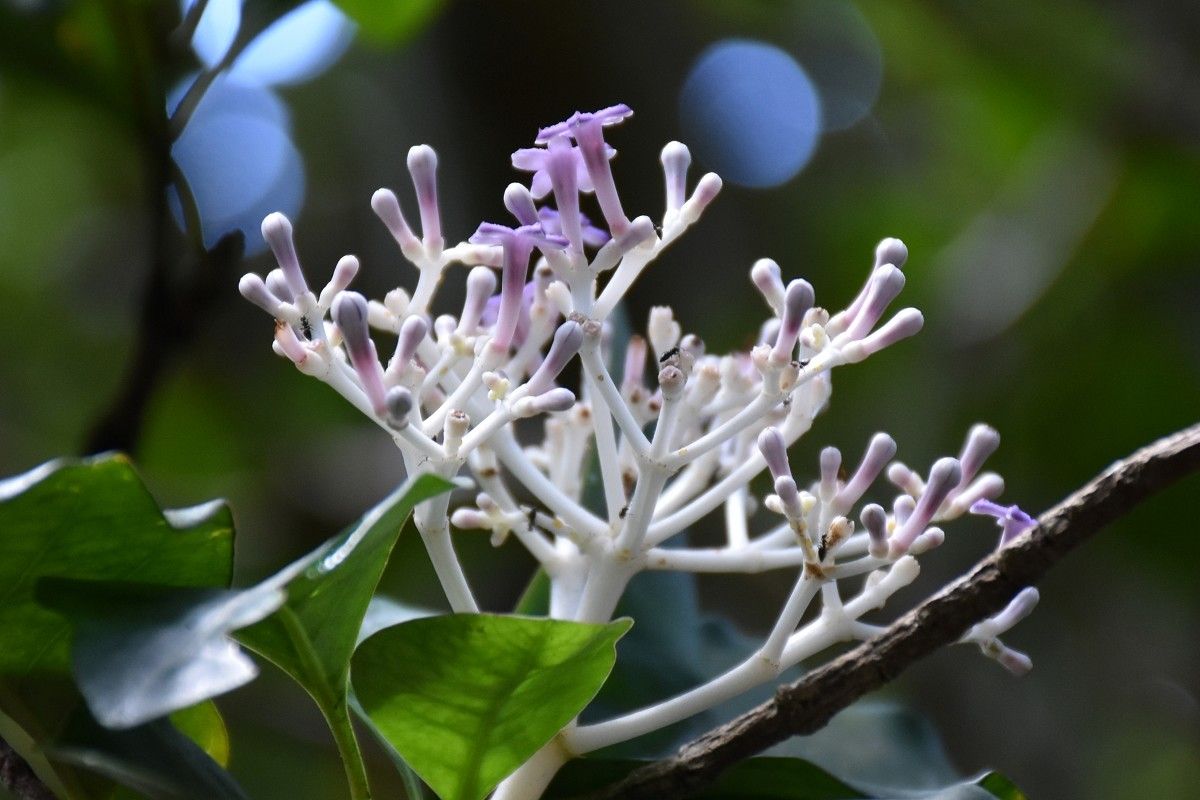 Chassalia boryana flower