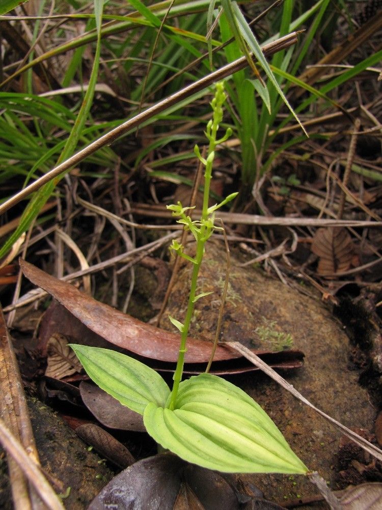 Liparis zosterops — houseplant care guide