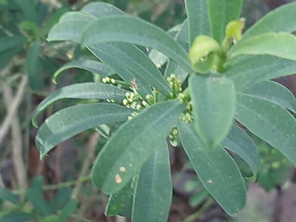 Philotheca myoporoides — related species from the same genus