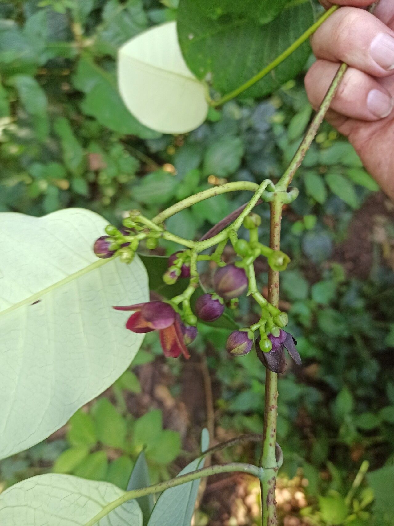 Cryptolepis calophylla — related species from the same genus