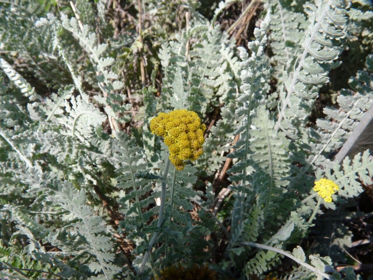 Achillea clypeolata other