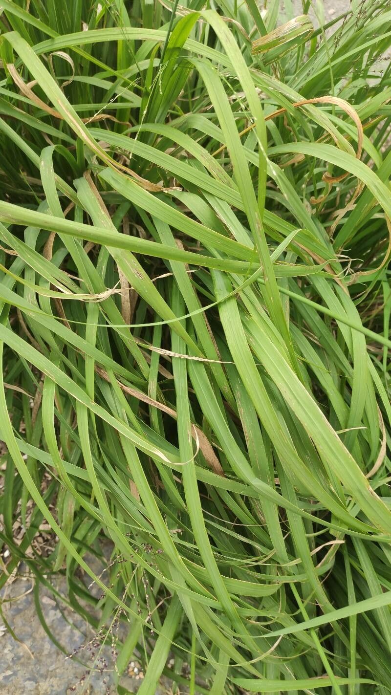 Molinia arundinacea — related species from the same genus
