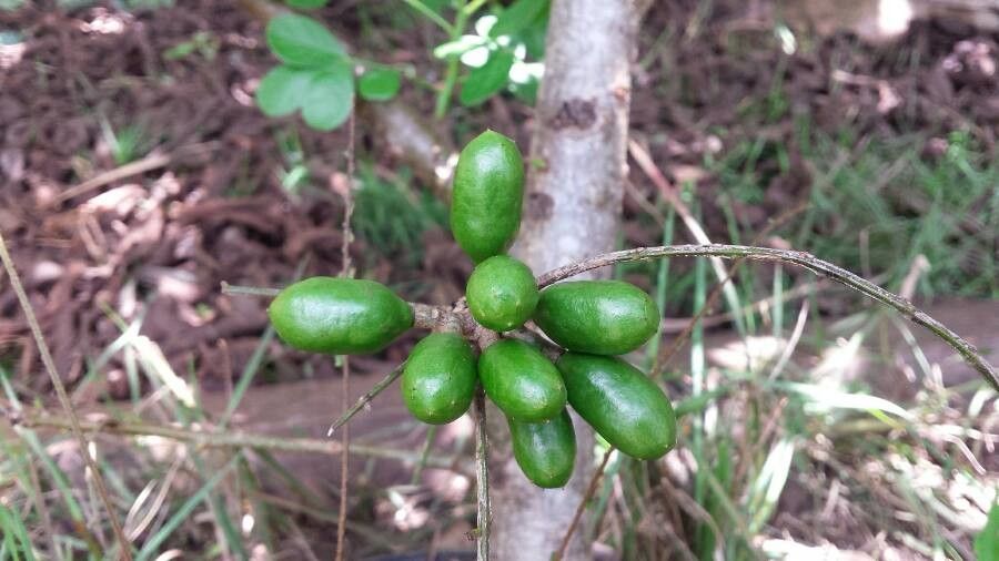Spondias purpurea fruit