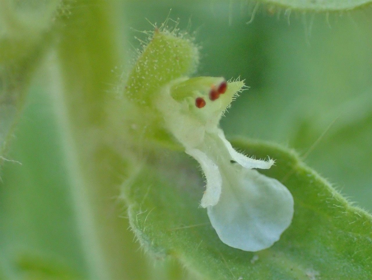 Teucrium arduinii flower