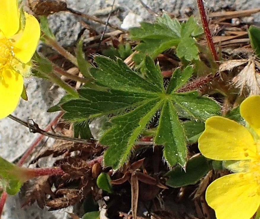 Potentilla verna leaf